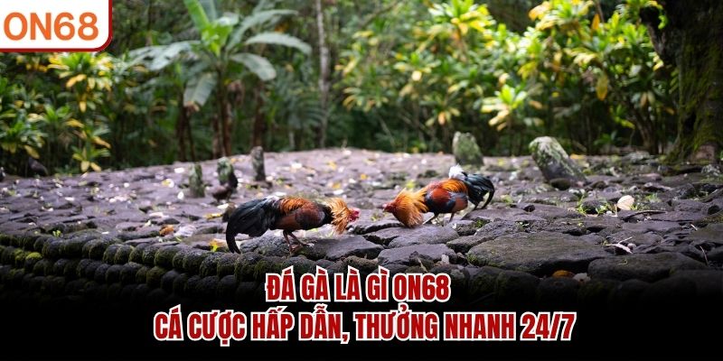 đá gà là gì