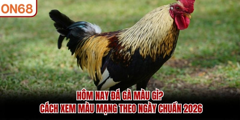 Hôm nay đá gà màu gì
